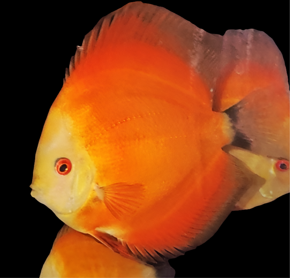 Orange Passion Discus 4.5-5"