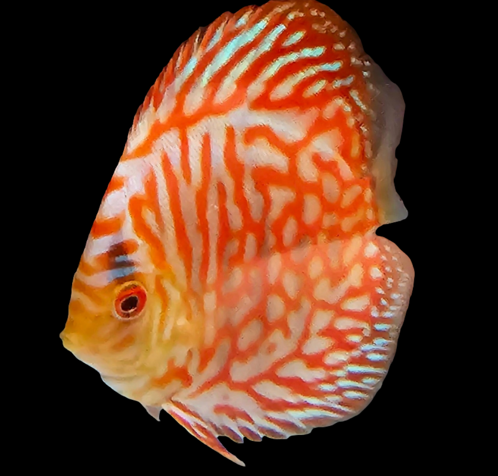 Juvenile Red Turquoise Discus-2.5-3"