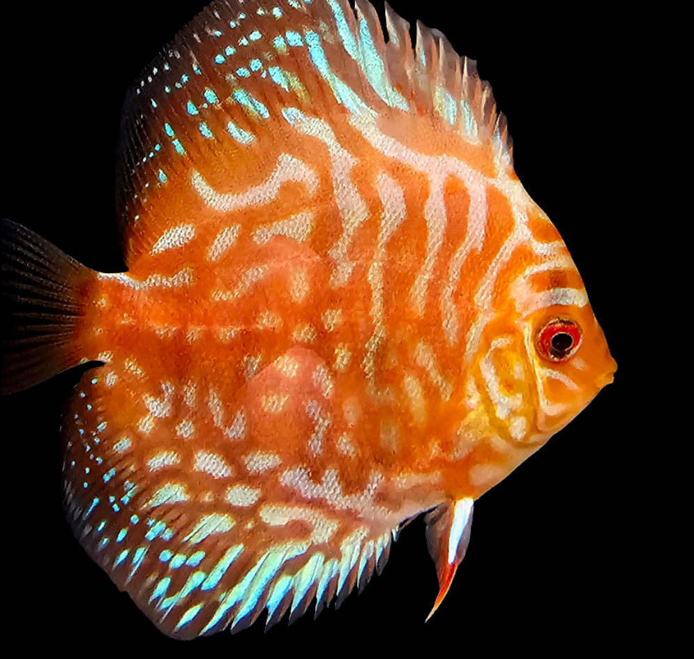 Juvenile Red Turquoise Discus-2.5-3"