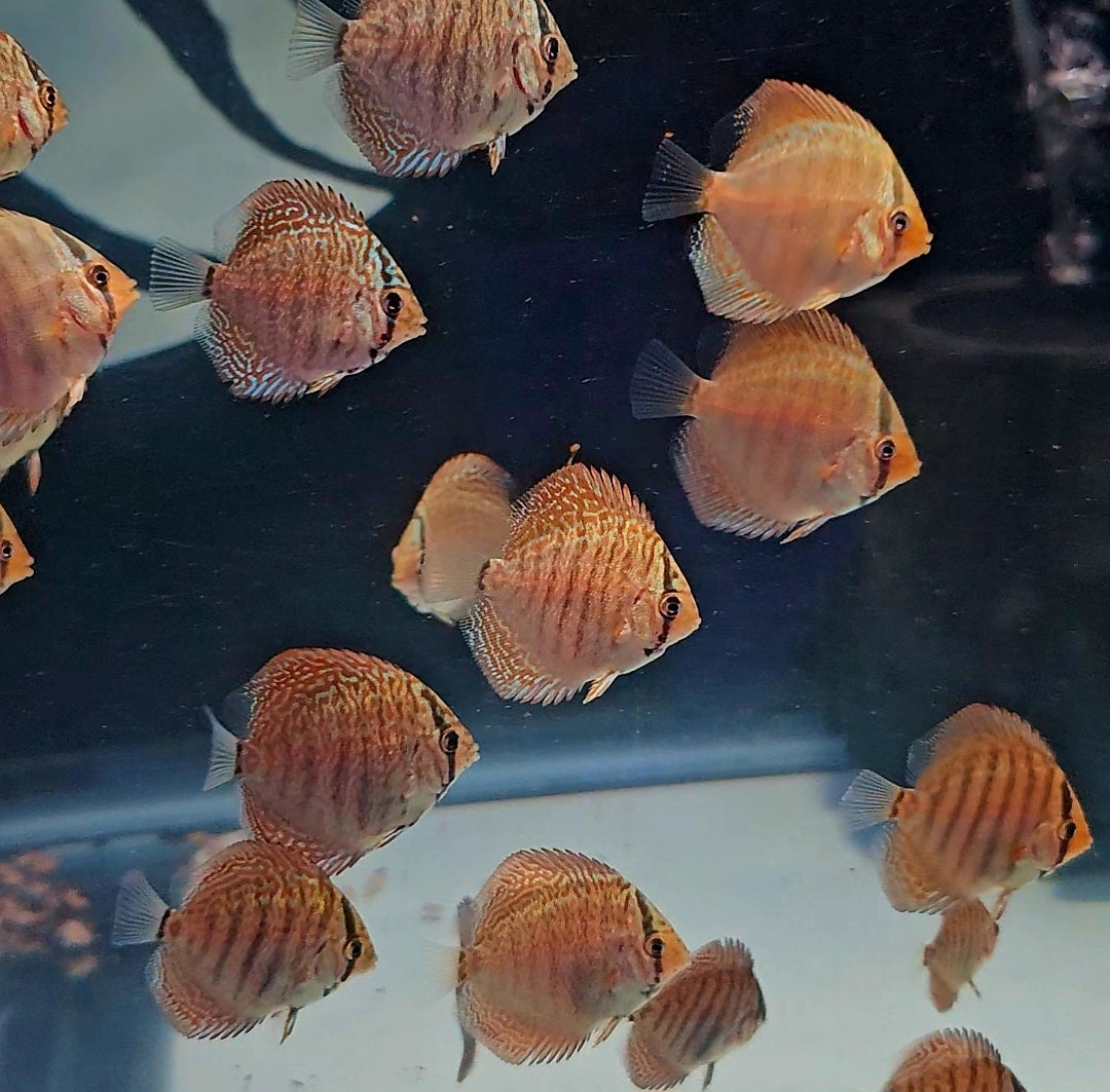 6x Baby Discus Fish-King Viper Strain 2".