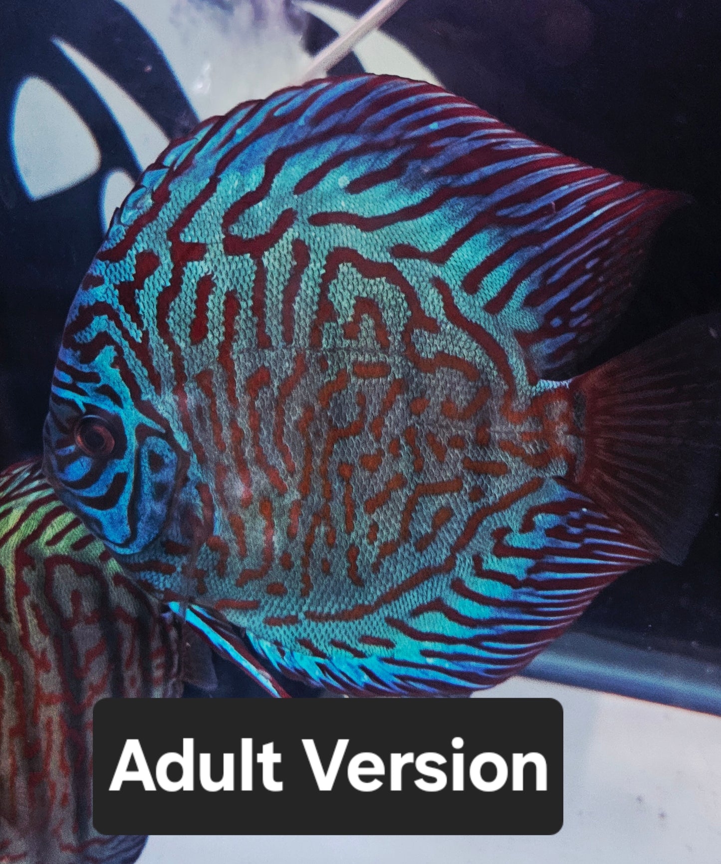 6x Juvenile Blue Turquoise Discus 3.5"