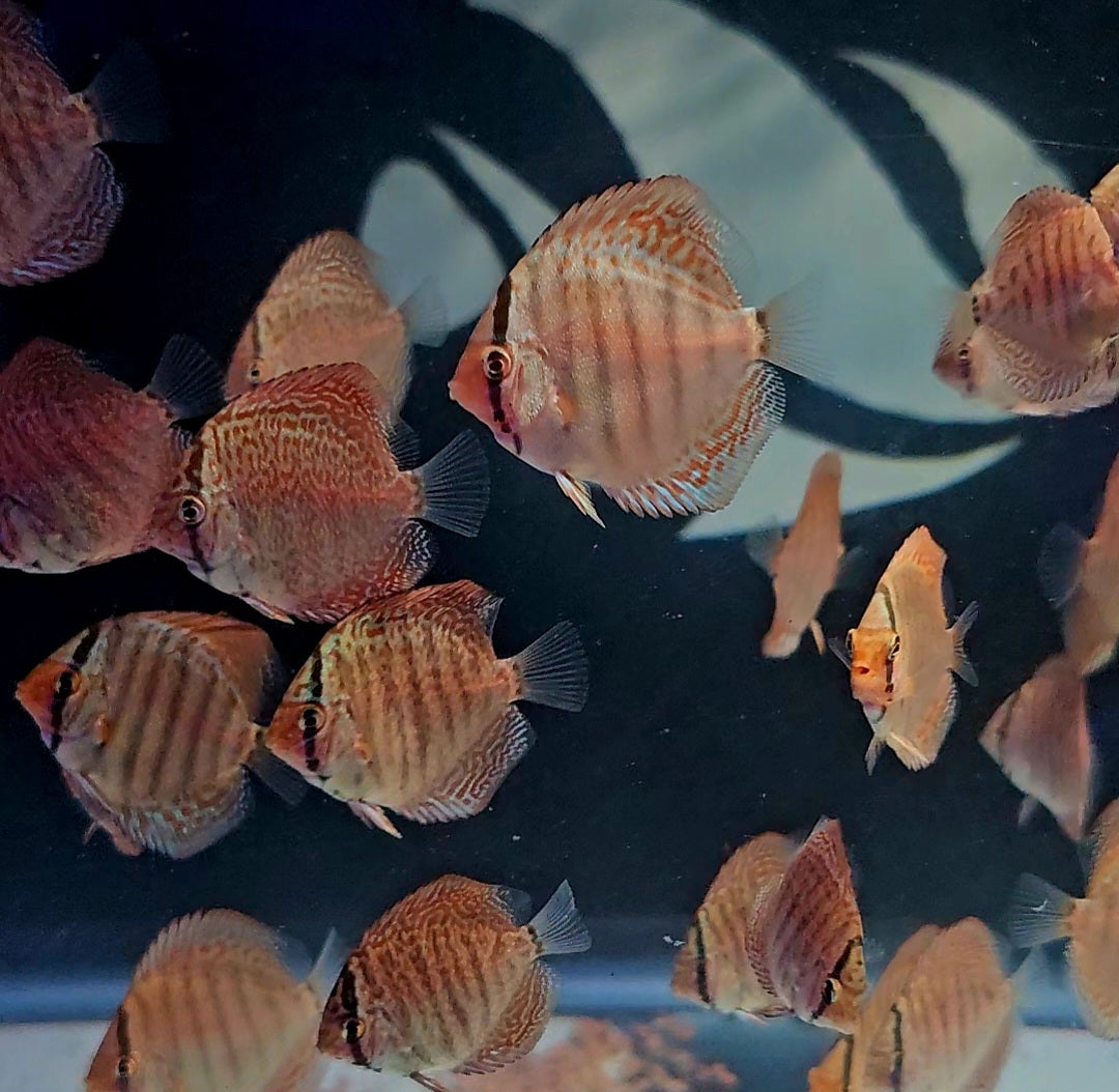6x Baby Discus Fish-King Viper Strain 2".
