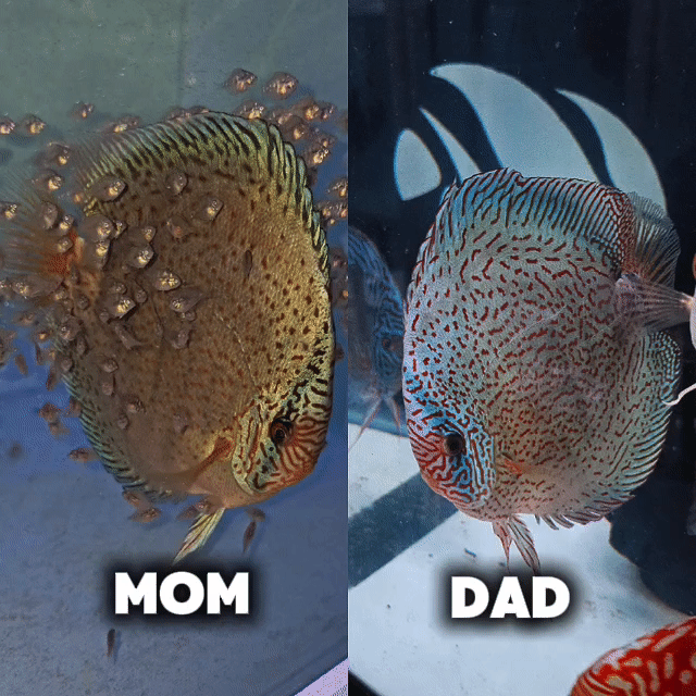6x Baby Discus Fish-King Viper Strain 2".