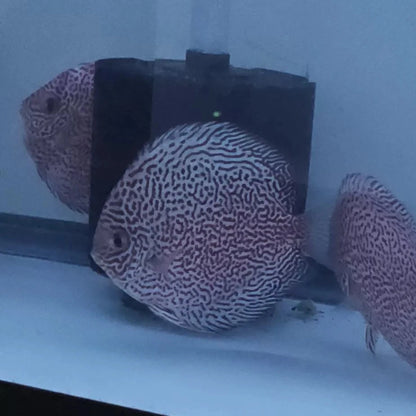 King Viper Discus 4”-4.5"