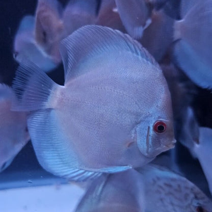 Blue Diamond Discus 4-4.5”