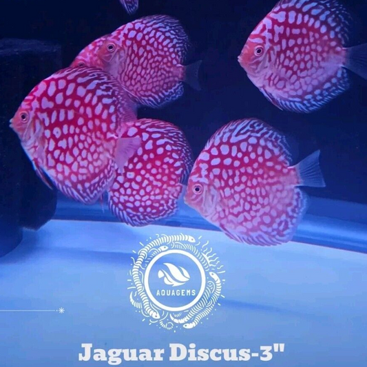 Jaguar Discus 3.5-4"