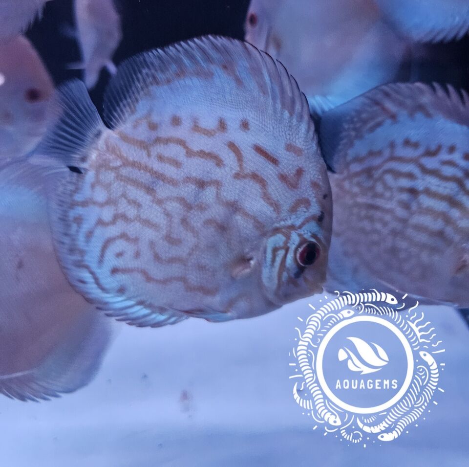Discus Shop Discus Fish – Aquagems Discus