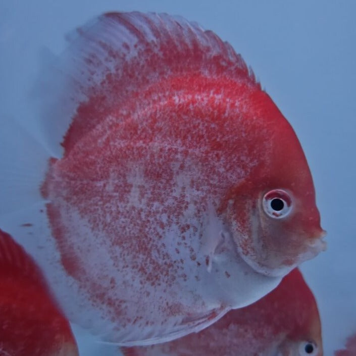 Red Calico Discus 5”