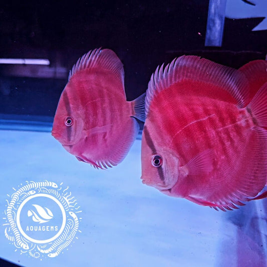 Red Rose Discus-4-4.5"