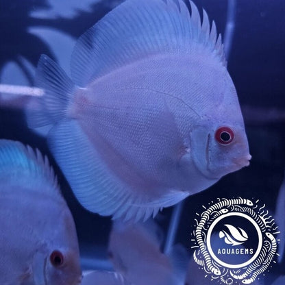 Blue Diamond Discus 4-4.5”