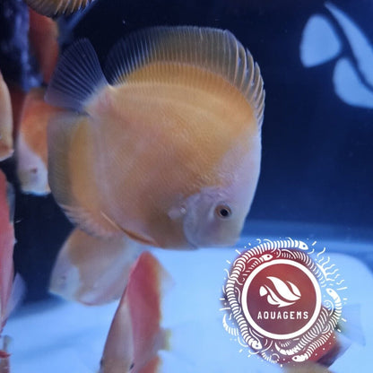 Yellow Golden Discus 4-4.5”