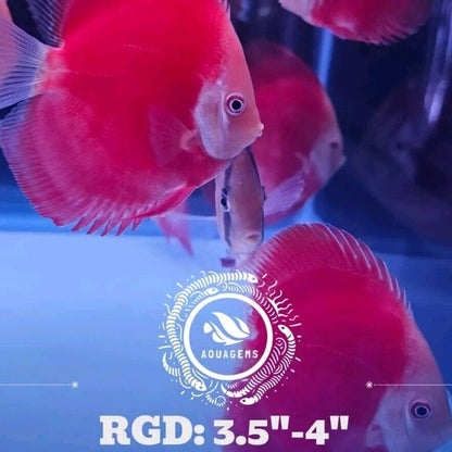 Red Golden Diamond Discus-4-4.5"