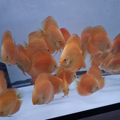 Yellow Golden Discus 4-4.5”