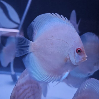 Blue Diamond Discus 4-4.5”