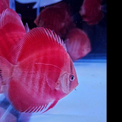 Red Rose Discus-4-4.5"