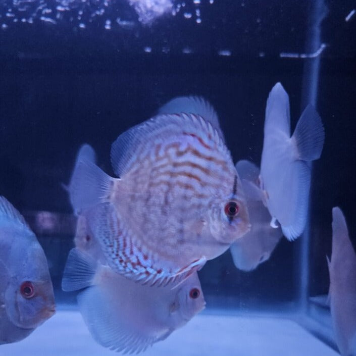 Reflection D Discus-4"