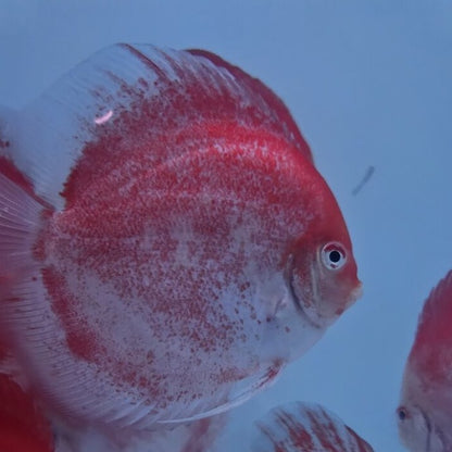 Red Calico Discus 5”