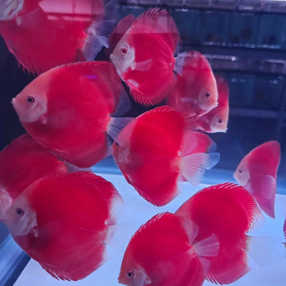 Red Golden Diamond Discus-4-4.5"