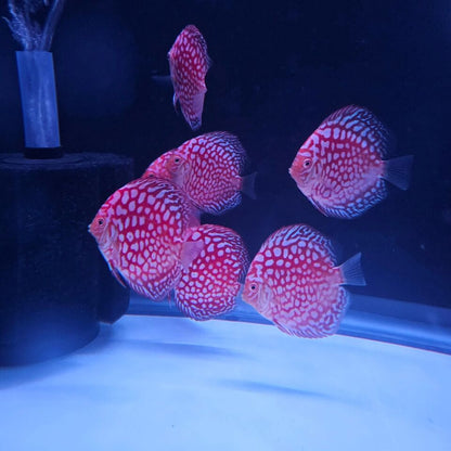 Jaguar Discus 3.5-4"