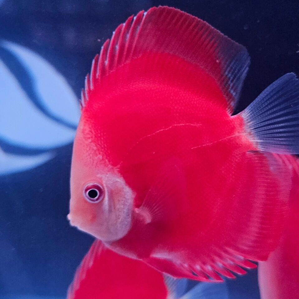 Red Golden Diamond Discus-4-4.5"