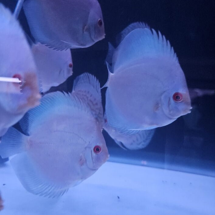 Blue Diamond Discus 4-4.5”