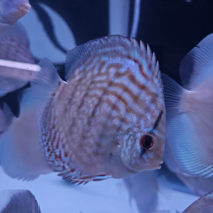 Reflection D Discus-4"