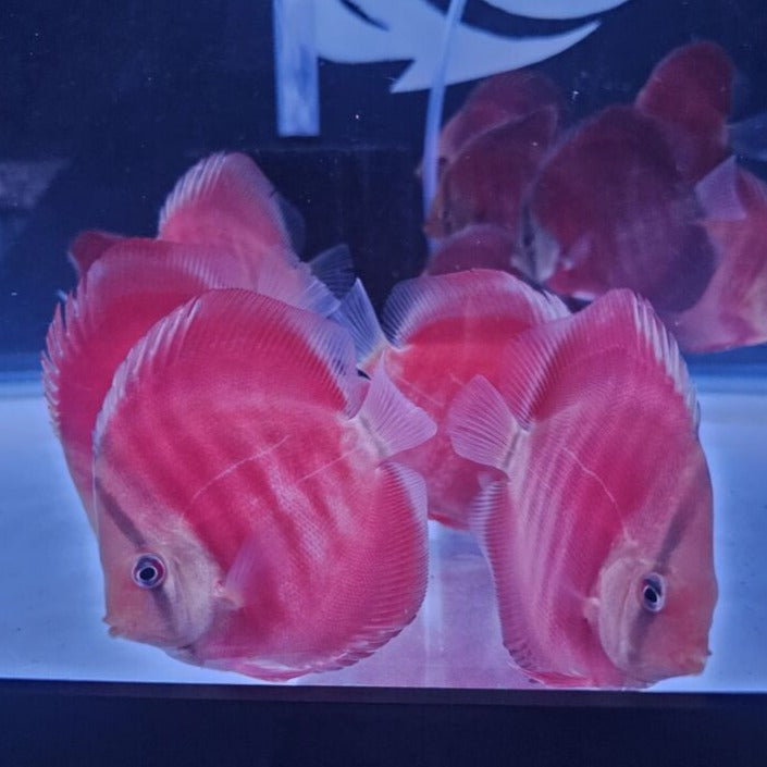 Red Rose Discus-4-4.5"