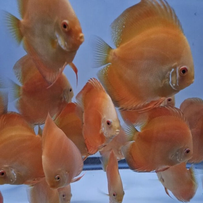 Yellow Golden Discus 4-4.5”