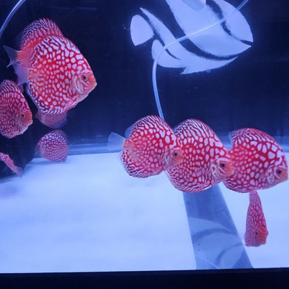 Jaguar Discus 3.5-4"