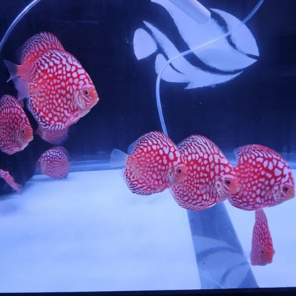 Jaguar Discus 3.5-4"