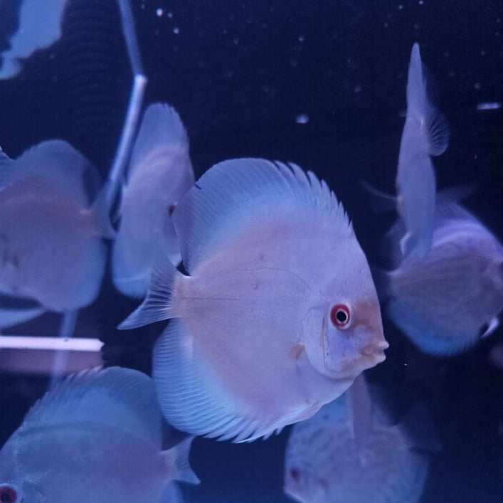 Blue Diamond Discus 4-4.5”