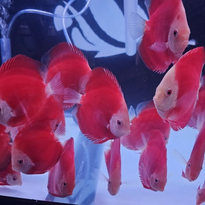 Red Golden Diamond Discus-4-4.5"