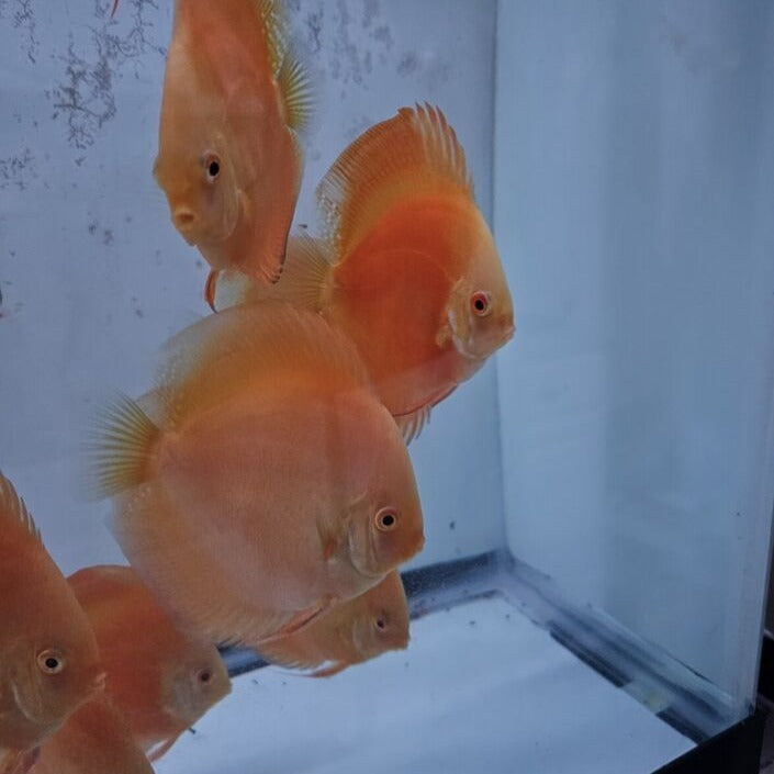 Yellow Golden Discus 4-4.5”