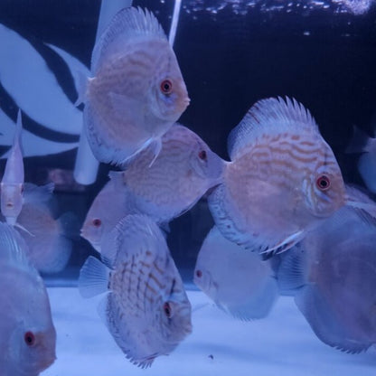 Reflection D Discus-4"