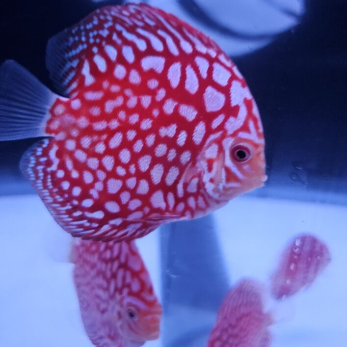 Jaguar Discus 3.5-4"