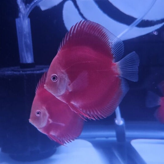 Red Golden Diamond Discus-4-4.5"