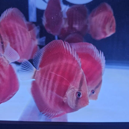 Red Rose Discus-4-4.5"