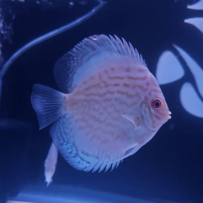 Reflection D Discus-4"