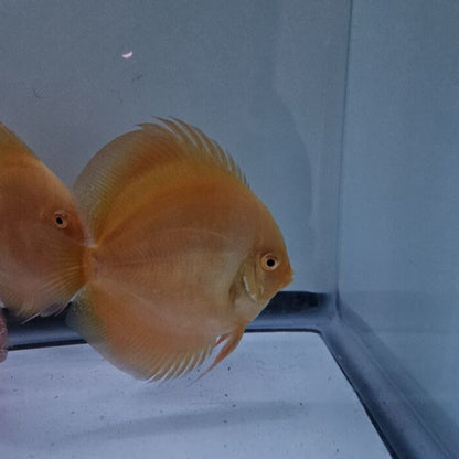 Yellow Golden Discus 4-4.5”