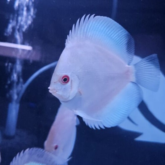 Blue Diamond Discus 4-4.5”