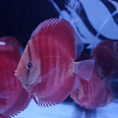 Red Rose Discus-4-4.5"