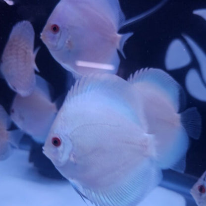 Blue Diamond Discus 4-4.5”