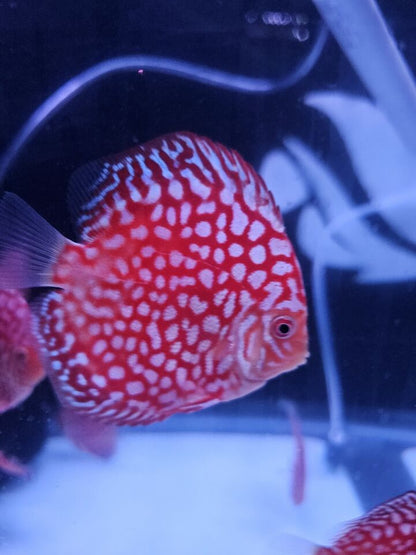 Jaguar Discus 3.5-4"