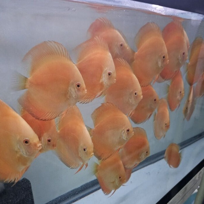 Yellow Golden Discus 4-4.5”