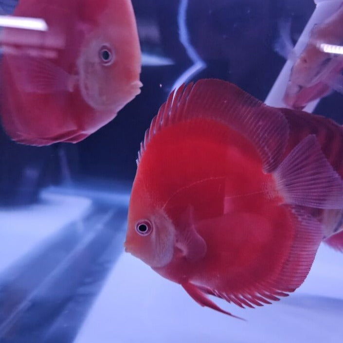 Red Golden Diamond Discus-4-4.5"