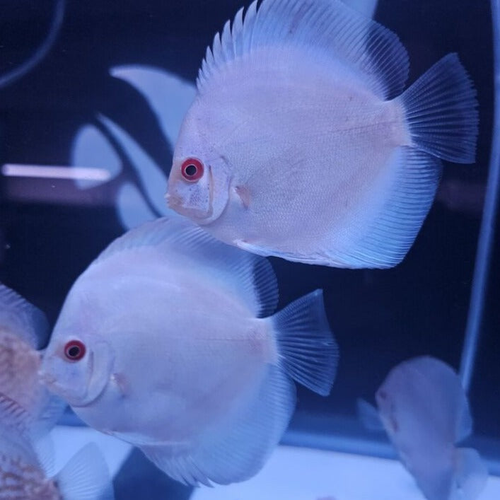 Blue Diamond Discus 4-4.5”