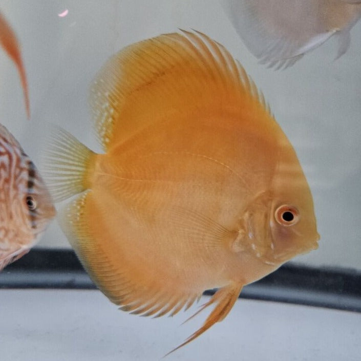 Yellow Golden Discus 4-4.5”