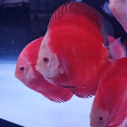 Red Golden Diamond Discus-4-4.5"