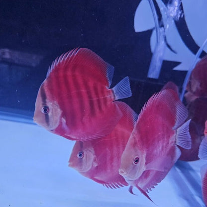 Red Rose Discus-4-4.5"