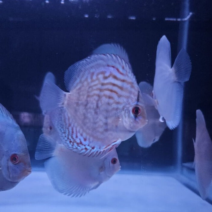 Reflection D Discus-4"